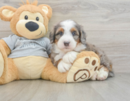 7 week old Mini Bernedoodle Puppy For Sale - Florida Fur Babies