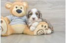 Mini Bernedoodle Pup Being Cute