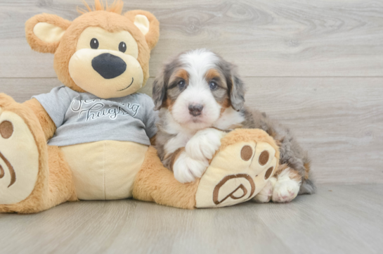 Mini Bernedoodle Pup Being Cute