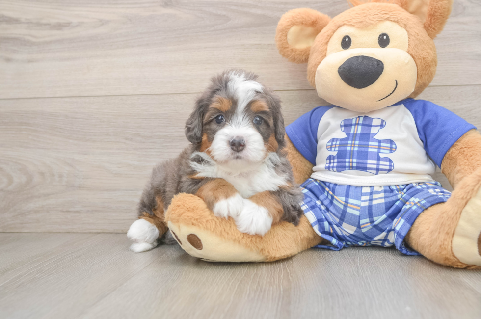5 week old Mini Bernedoodle Puppy For Sale - Florida Fur Babies