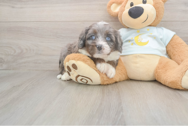 Funny Mini Bernedoodle Poodle Mix Pup