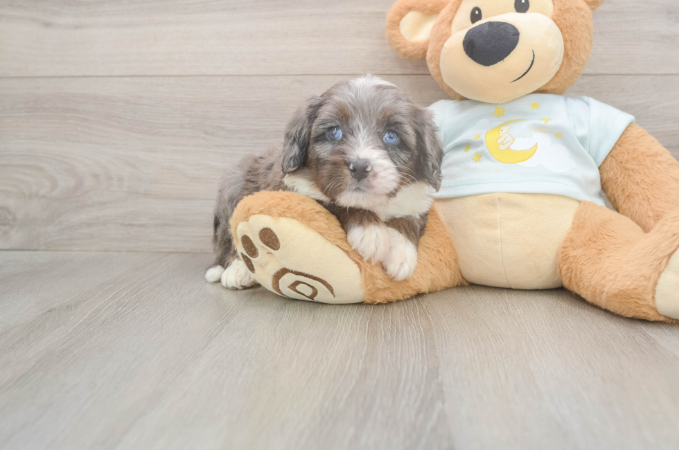 5 week old Mini Bernedoodle Puppy For Sale - Florida Fur Babies
