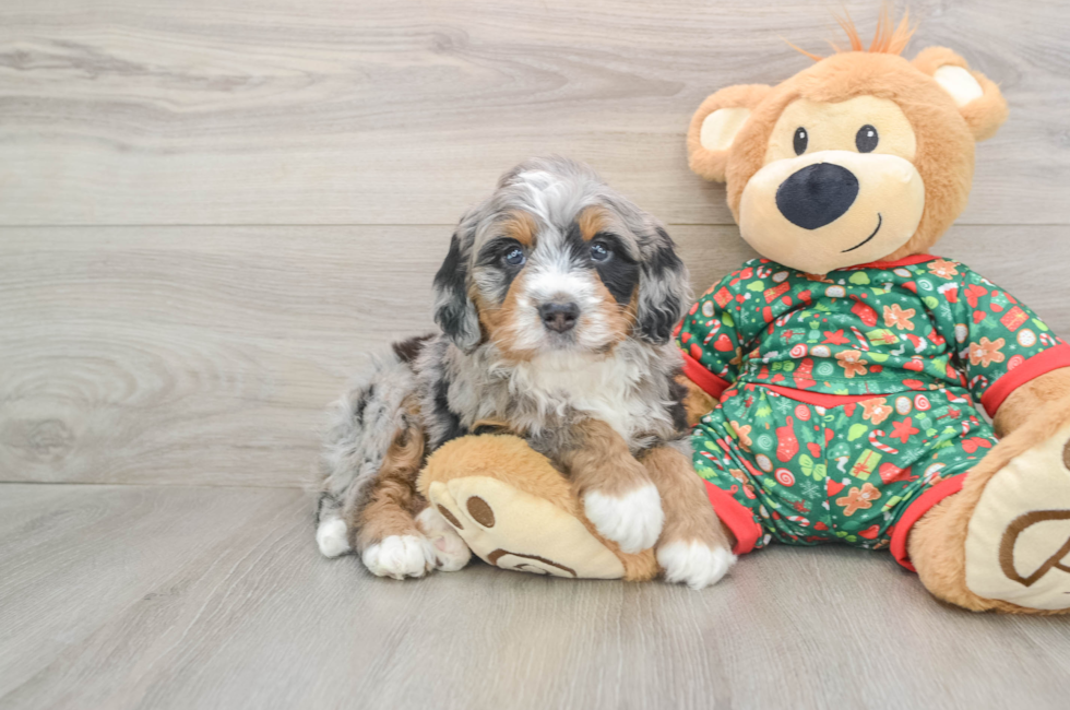 5 week old Mini Bernedoodle Puppy For Sale - Florida Fur Babies