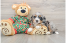 Friendly Mini Bernedoodle Baby