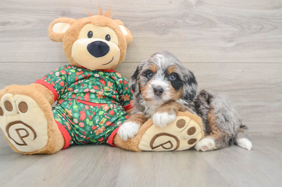 Friendly Mini Bernedoodle Baby