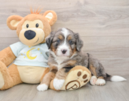 6 week old Mini Bernedoodle Puppy For Sale - Florida Fur Babies