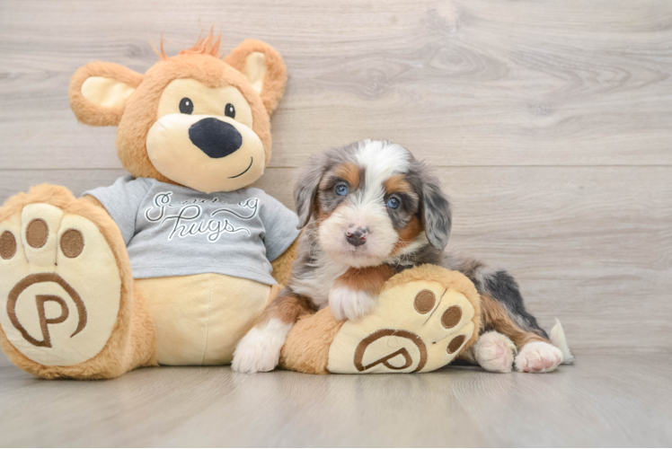Best Mini Bernedoodle Baby