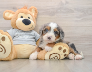6 week old Mini Bernedoodle Puppy For Sale - Florida Fur Babies