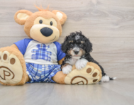 6 week old Mini Bernedoodle Puppy For Sale - Florida Fur Babies