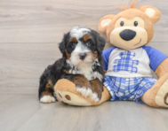 6 week old Mini Bernedoodle Puppy For Sale - Florida Fur Babies