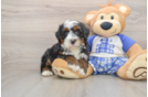 Sweet Mini Bernedoodle Baby