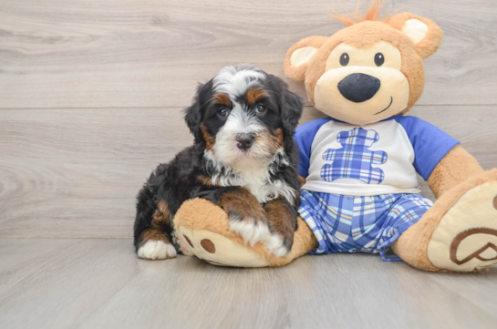 Sweet Mini Bernedoodle Baby
