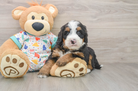 Petite Mini Bernedoodle Poodle Mix Pup