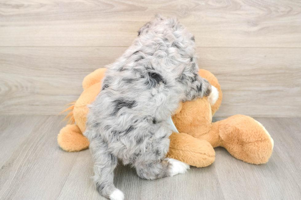 Best Mini Bernedoodle Baby
