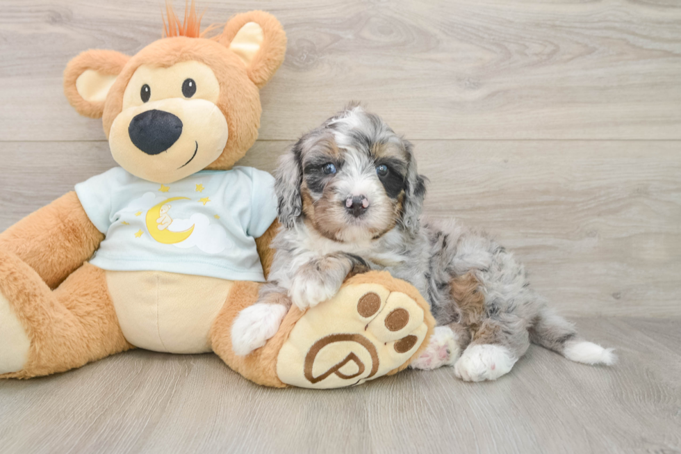 Cute Mini Bernedoodle Baby
