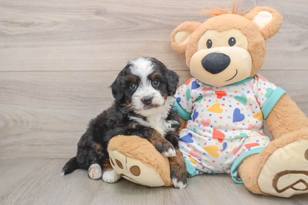 Little Mini Bernadoodle Poodle Mix Puppy