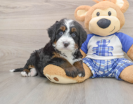 9 week old Mini Bernedoodle Puppy For Sale - Florida Fur Babies