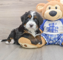 7 week old Mini Bernedoodle Puppy For Sale - Florida Fur Babies
