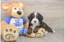 Small Mini Bernedoodle Baby
