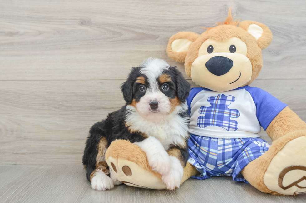 5 week old Mini Bernedoodle Puppy For Sale - Florida Fur Babies