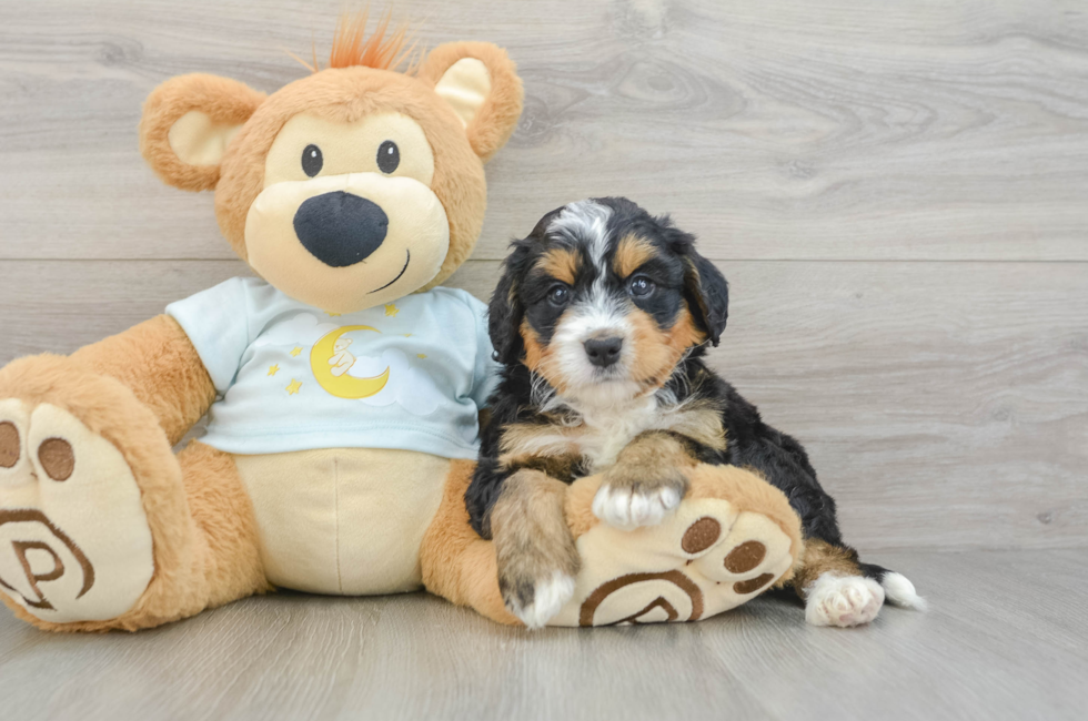 5 week old Mini Bernedoodle Puppy For Sale - Florida Fur Babies