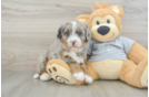 Mini Bernedoodle Pup Being Cute