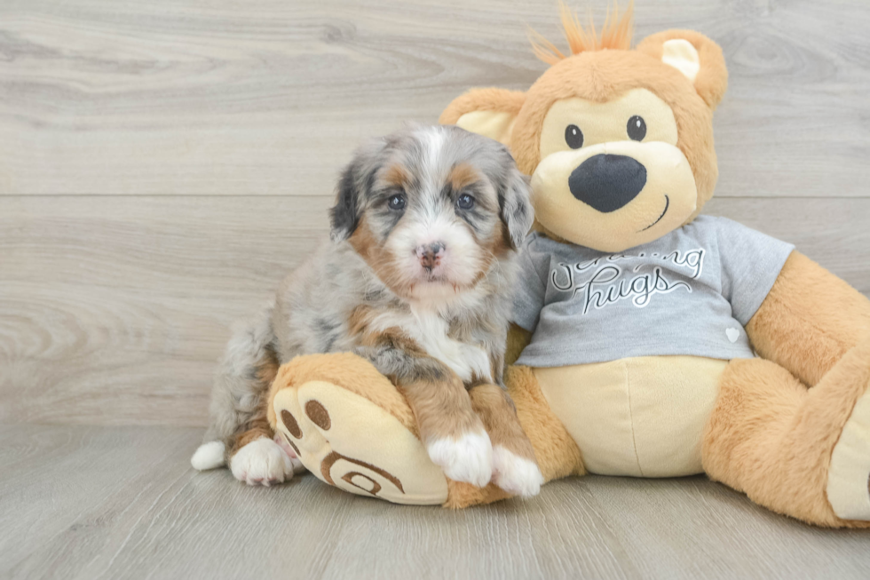 Mini Bernedoodle Pup Being Cute