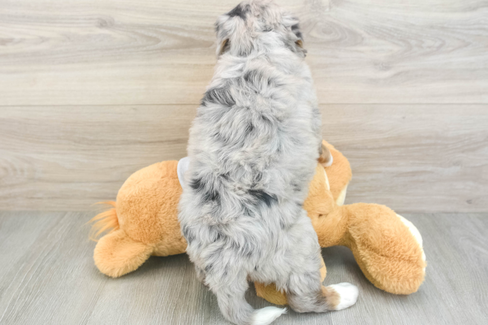 Mini Bernedoodle Puppy for Adoption