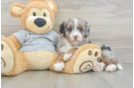 Happy Mini Bernedoodle Baby