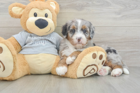 Happy Mini Bernedoodle Baby