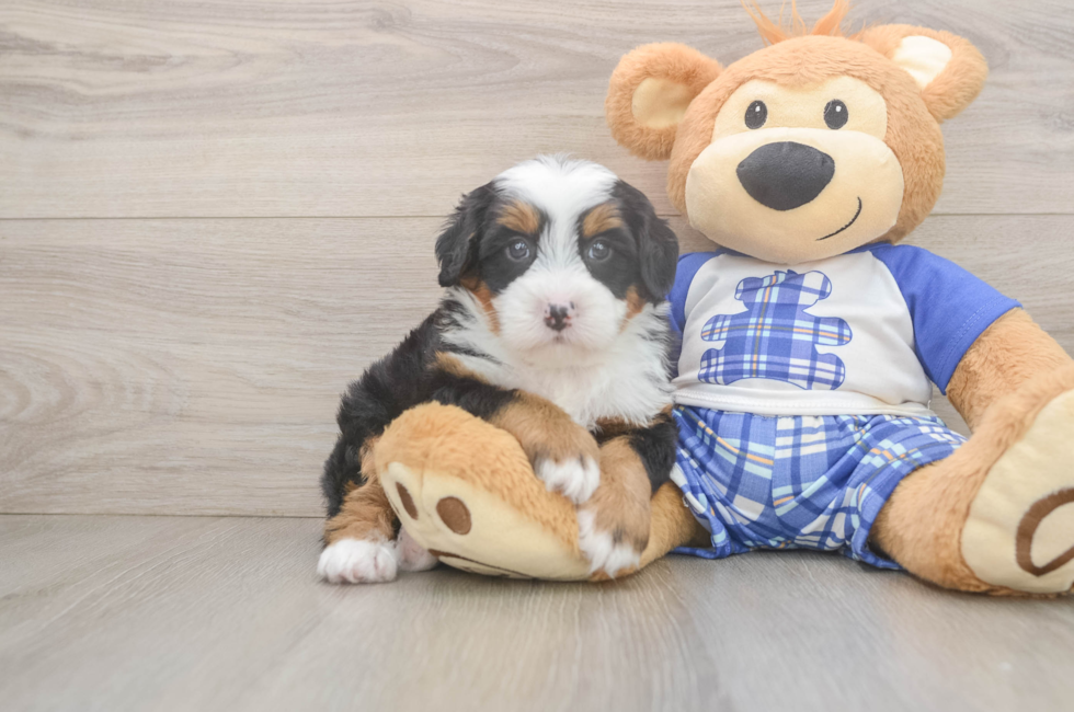 5 week old Mini Bernedoodle Puppy For Sale - Florida Fur Babies