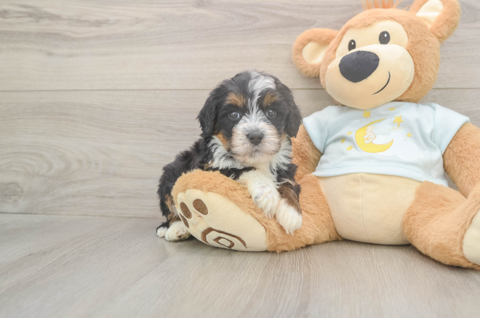5 week old Mini Bernedoodle Puppy For Sale - Florida Fur Babies