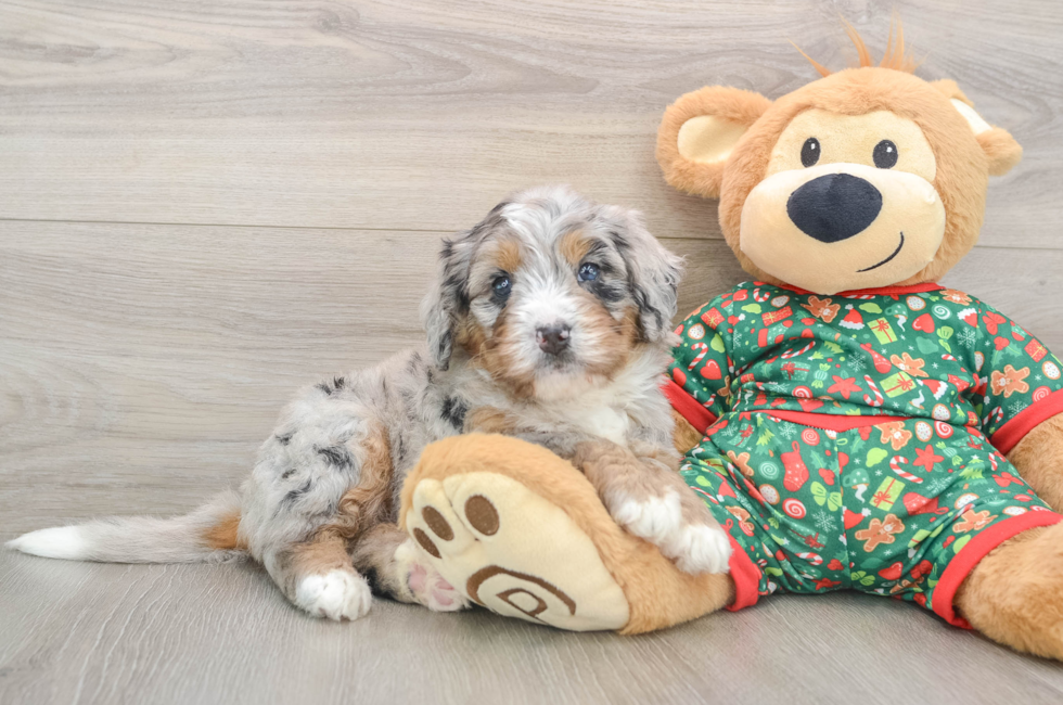 5 week old Mini Bernedoodle Puppy For Sale - Florida Fur Babies