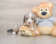 7 week old Mini Bernedoodle Puppy For Sale - Florida Fur Babies