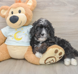 7 week old Mini Bernedoodle Puppy For Sale - Florida Fur Babies