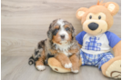 Happy Mini Bernedoodle Baby