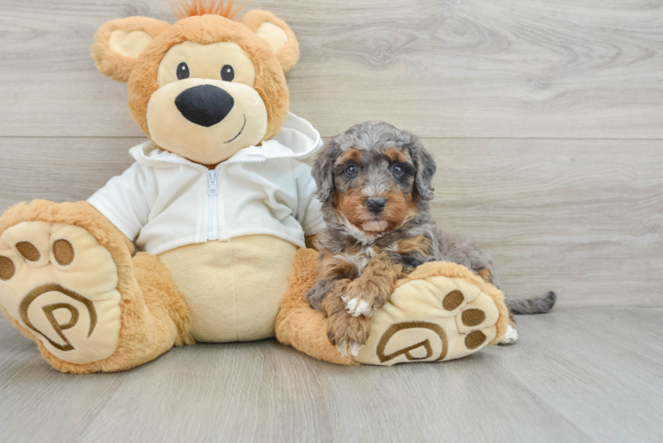 Mini Bernedoodle Pup Being Cute