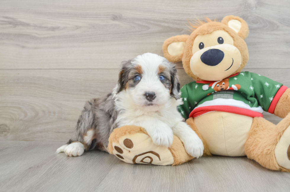 7 week old Mini Bernedoodle Puppy For Sale - Florida Fur Babies