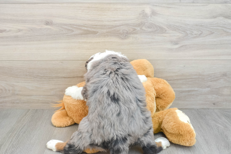 Mini Bernedoodle Puppy for Adoption