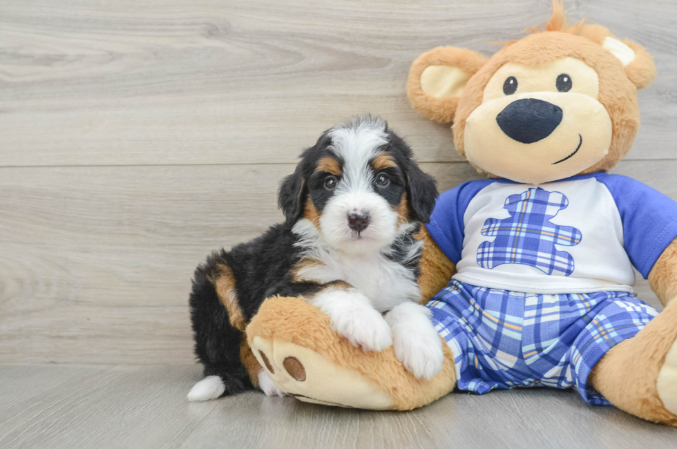 5 week old Mini Bernedoodle Puppy For Sale - Florida Fur Babies