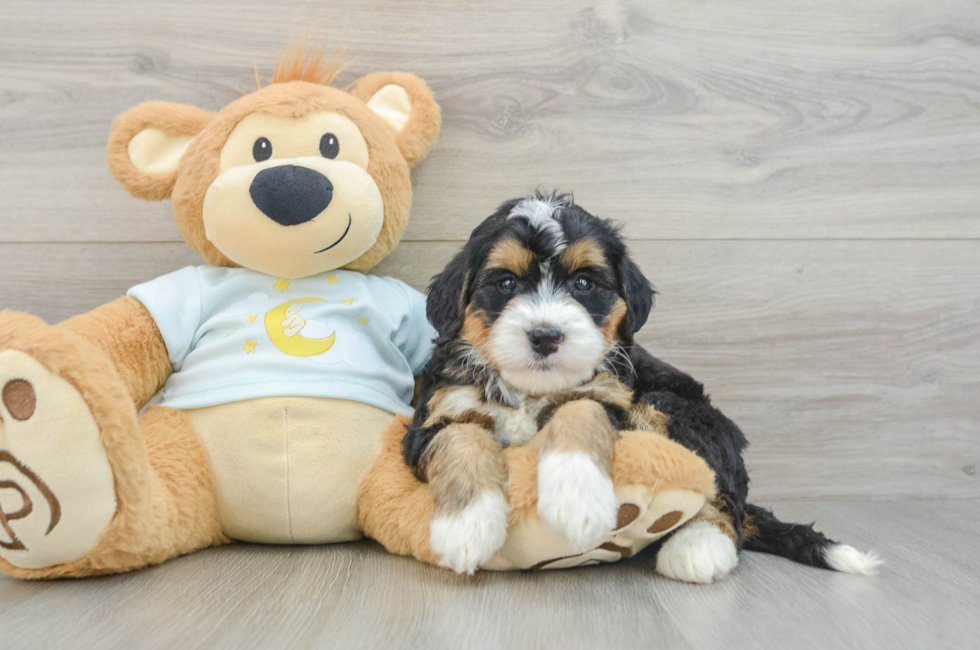 5 week old Mini Bernedoodle Puppy For Sale - Florida Fur Babies
