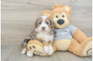 Mini Bernedoodle Pup Being Cute