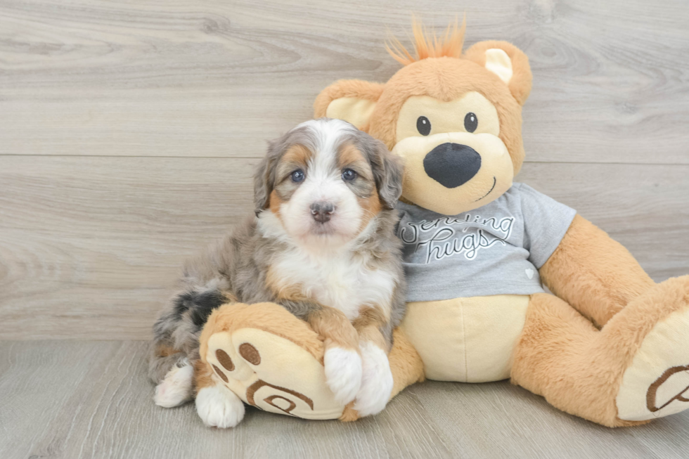 Mini Bernedoodle Pup Being Cute