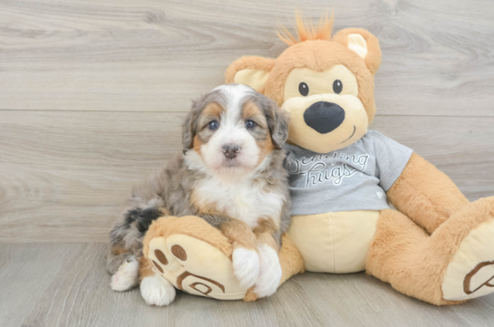 Mini Bernedoodle Pup Being Cute