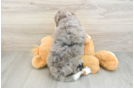 Best Mini Bernedoodle Baby