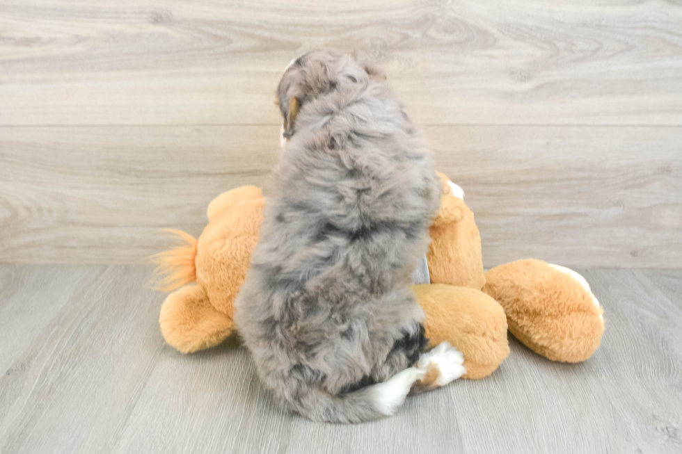 Best Mini Bernedoodle Baby