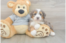 Mini Bernedoodle Puppy for Adoption