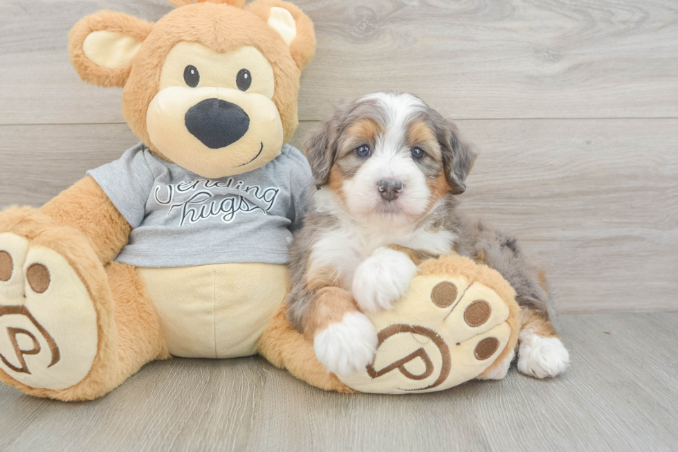 Mini Bernedoodle Puppy for Adoption