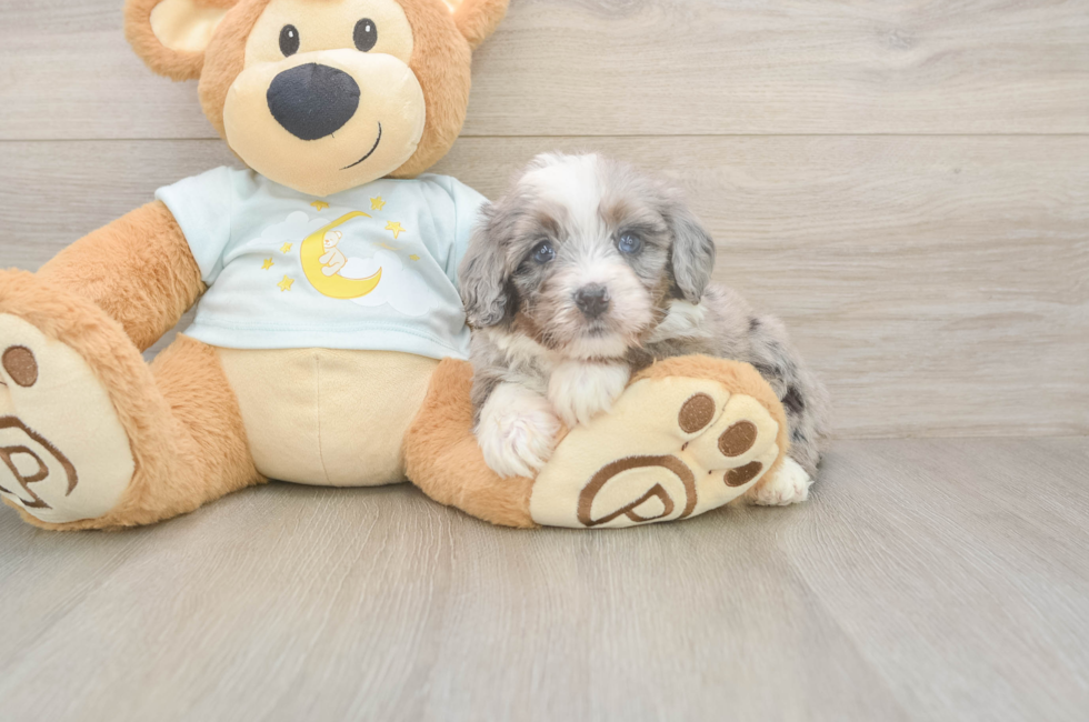 5 week old Mini Bernedoodle Puppy For Sale - Florida Fur Babies
