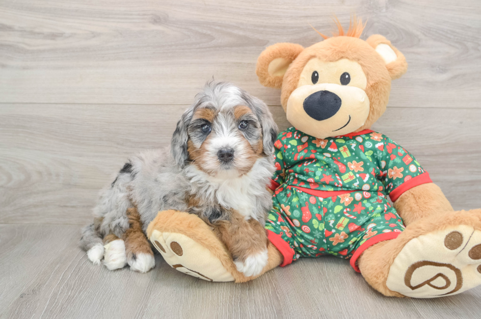 5 week old Mini Bernedoodle Puppy For Sale - Florida Fur Babies